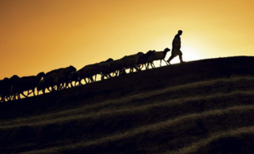 LEADERSHIP: THE WAY OF THE SHEPHERD